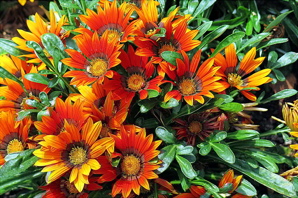 Le gazania (<i>gazania</i>). © manuel m. v, Flickr